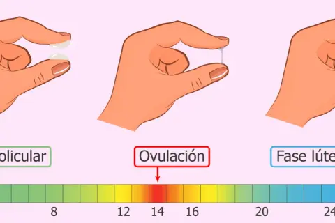 Manos muestran cambios en el flujo clara de huevo a lo largo del ciclo menstrual, desde la fase folicular hasta la ovulación y la fase lútea.