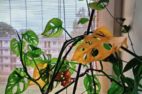 Monstera z żółknącymi liśćmi przy oknie. Zastanawiasz się, dlaczego monstera żółknie? Zobacz, jak wygląda ta roślina.