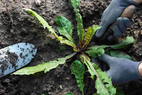 Gartenarbeit: Hände mit Handschuhen und Werkzeug entfernen Löwenzahn. Eine Unkrautliste mit Bildern hilft bei der Identifizierung.