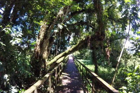 Holzsteg durch üppigen Dschungel in Honduras. Ein Abenteuer beim **backpacking Honduras** beginnt hier.