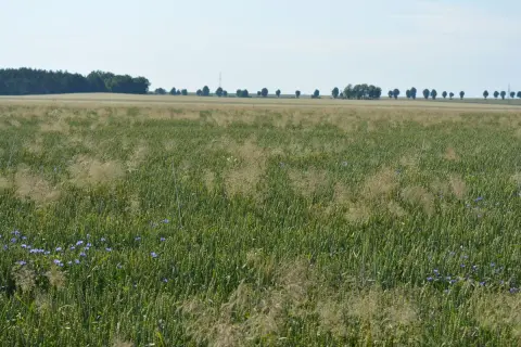 Pole zboża z niebieskimi kwiatami i chwastami dwuliściennymi. W tle linia drzew i błękitne niebo.
