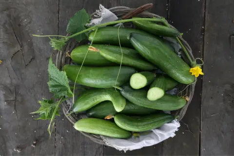 Frisch geerntete Gurken liegen in einem Korb. Die grünen Früchte mit Blättern und einer gelben Blüte sind bereit für die Zubereitung.