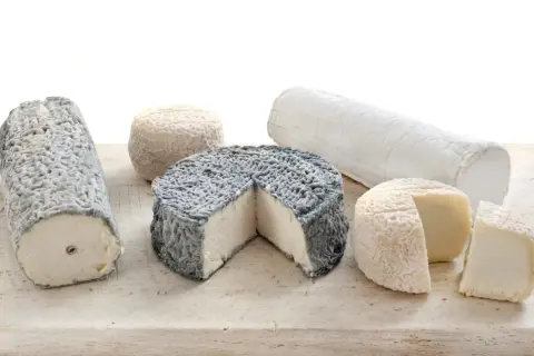 Une sélection de fromages de chèvre aux formes et textures variées, certains cendrés, d'autres blancs et affinés.