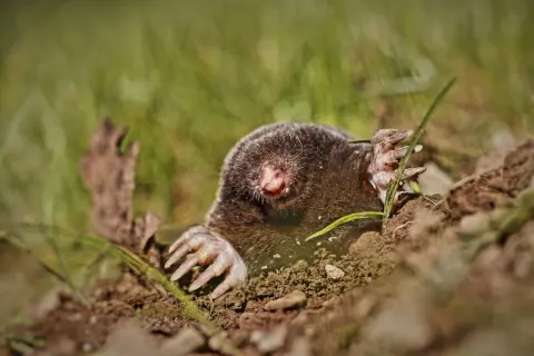 Kret wychodzi z ziemi, pokazując swoje potężne łapy. Czy krety są pod ochroną? Warto to wiedzieć, by chronić te pożyteczne zwierzęta.