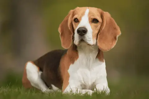 Beagle gubią sierść? Sprawdź, jak sobie z tym radzić!
