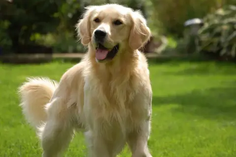 Ile ruchu potrzebuje golden retriever, aby uniknąć problemów zdrowotnych?