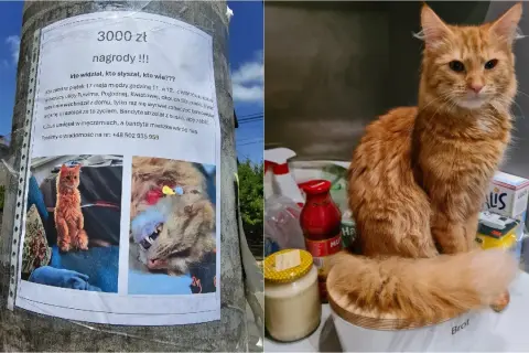Wieprzowina dla kota: bezpieczna czy śmiertelnie groźna? Sprawdź!