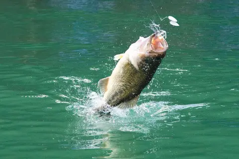 Ein großer schwarzbarsch springt aus dem grünen Wasser, angebissen an einem Köder. Ein aufregender Fang in Deutschland.