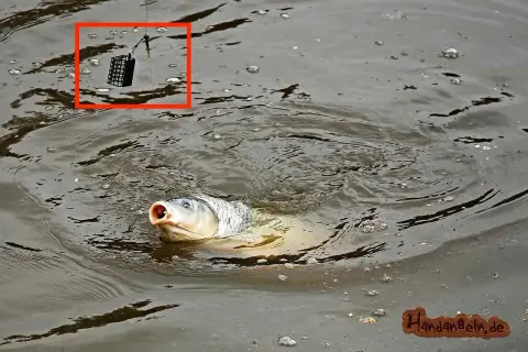 Karpfen schnappt nach Köder im Wasser. Nahaufnahme des Feeders, der am Haken hängt. Eine Anleitung zur Feeder-Montage ist hier zu sehen.