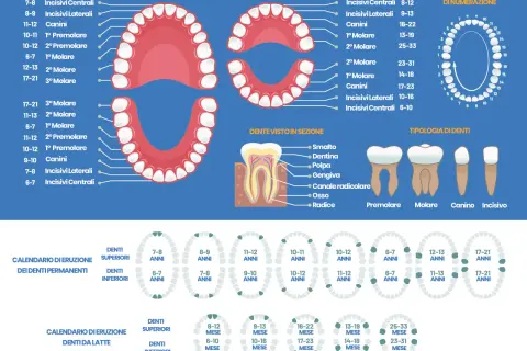 Il diagramma mostra quanti molari abbiamo e quando spuntano, con schemi di eruzione per denti permanenti e da latte.