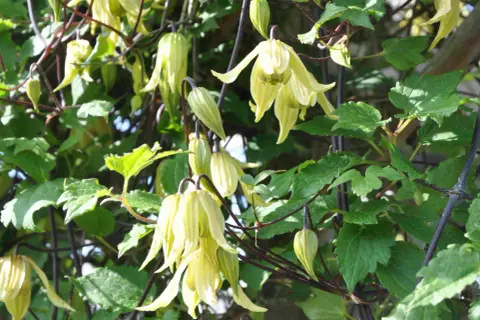 En vacker klematis i kruka med hängande, ljusgula blommor och gröna blad.