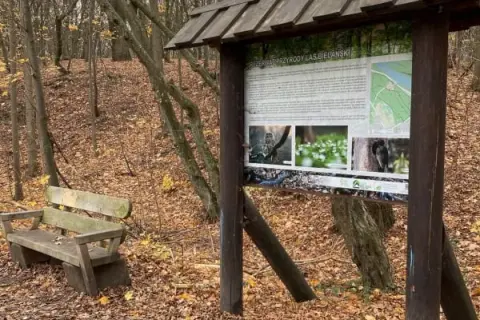 Lasek Bielański: Atrakcje, historia, natura zaplanuj idealną wycieczkę