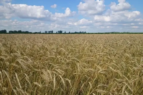 Pole dojrzałego zboża pod błękitnym niebem z chmurami. Ziemia żyzna dzięki wapnu Orcal, zapowiada obfite plony.