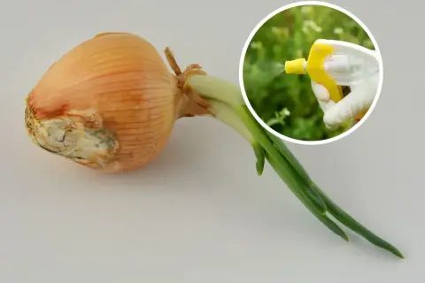 Cebula z oznakami chorób i ręka w rękawiczce rozpylająca płyn. Naturalne sposoby na choroby cebuli.
