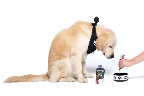 Złoty retriever w bandanie z logo YowUp! czeka na swój domowy probiotyk dla psa.
