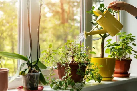 Persona riega plantas en la ventana, creando un rincón verde. El sol ilumina el acto de decorar ventanas con plantas.
