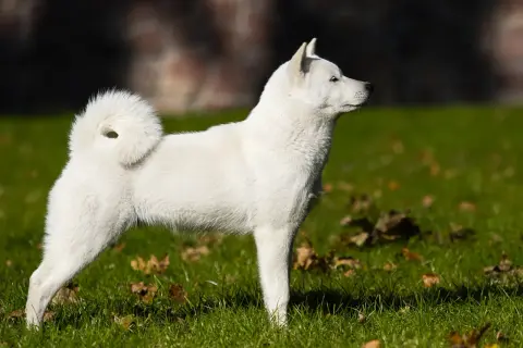 Biały pies rasy Hokkaido, dumny i czujny, stoi na trawie. Jego zakręcony ogon i czujne uszy świadczą o jego japońskim pochodzeniu.