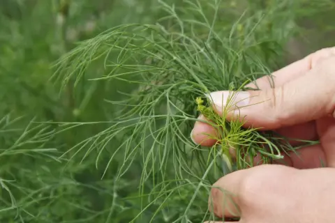 Hände ernten frischen Dill. Die feinen grünen Zweige sind bereit für die Küche.