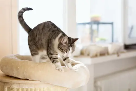 A tabby cat stretches its paws, ready to knead on a soft perch. It looks like it's about to make biscuits on you!