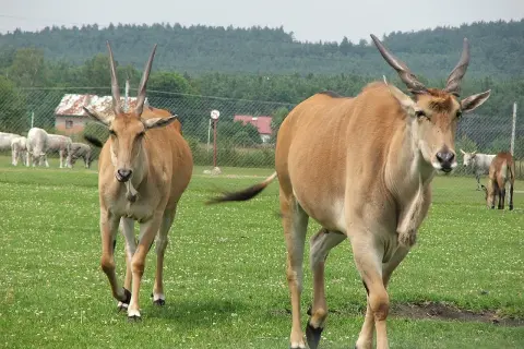 Dwa antylopy eland spacerują po zielonym wybiegu w Świerkocin Zoo.
