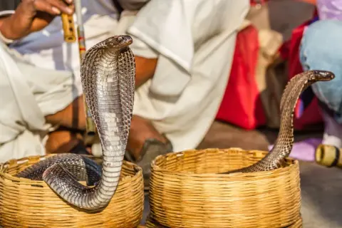 Un charmeur de serpents joue de la flûte, hypnotisant le serpent qui danse hors de son panier.