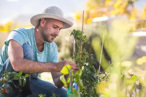 Hombre con sombrero trabajando en su huerto, cuidando plantas. Su pasión por la **carrera paisajismo** se refleja en cada detalle.