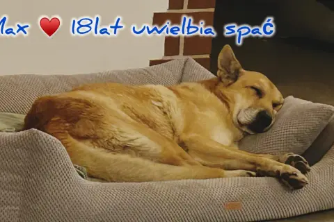 Max, 18-latek, śpi głęboko. Czy psy mają sny? Max na pewno ma, śniąc o swoich ulubionych zabawach.