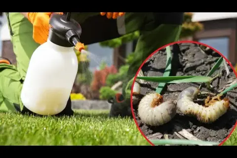 Skuteczne sposoby na zwalczenie pędraków w trawniku bez chemii
