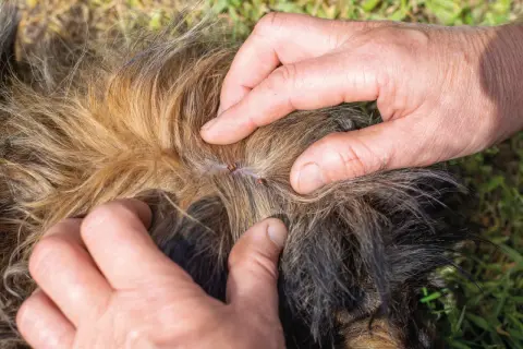 Manos separan el pelaje de un perro para mostrar garrapatas, buscando remedios caseros para pulgas en perros.