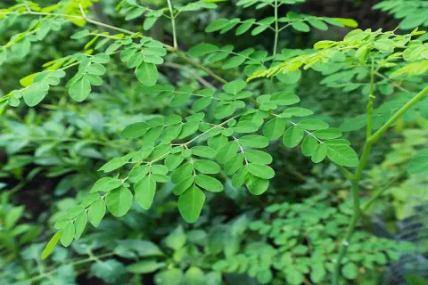 Rami di moringa pianta in Italia, con foglie verdi ovali e un fusto sottile.