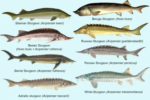 Illustration de plusieurs espèces de poisson esturgeon, dont le béluga, le sterlet et l'esturgeon blanc.