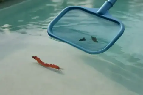 Un petit ver rouge se déplace sur le fond d'une piscine, tandis qu'un filet bleu s'approche pour le ramasser.