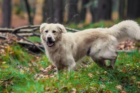Ile kosztuje golden retriever z hodowli? Sprawdź ceny i czynniki wpływające na koszt