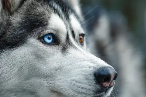 Gros plan sur le visage d'un husky, un œil bleu perçant et l'autre marron. Un aperçu de comment voit un chien, attentif au monde.