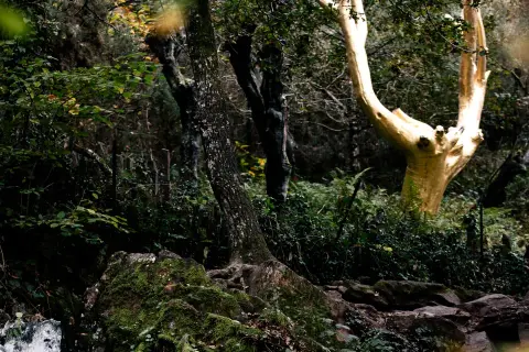 Un arbre doré se dresse au milieu de la forêt de Brocéliande, entouré de végétation luxuriante et de rochers moussus.
