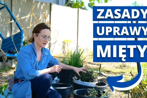 Jak sadzić miętę w ogrodzie: 5 prostych kroków do bujnej uprawy