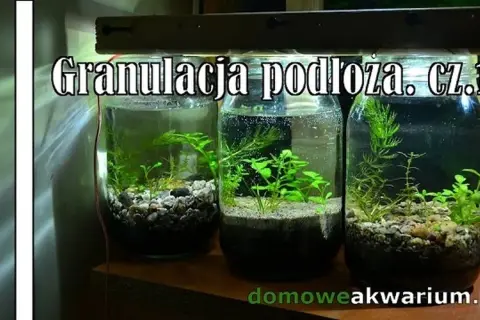 Jaka granulacja żwiru do akwarium? Odkryj idealny rozmiar dla roślin