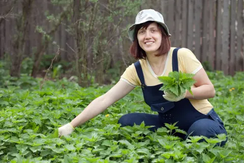 Planta que pica: cómo evitar la irritación y sus usos medicinales