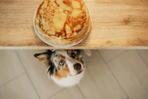 Czy pies może jeść naleśniki i co warto wiedzieć o ich podawaniu?