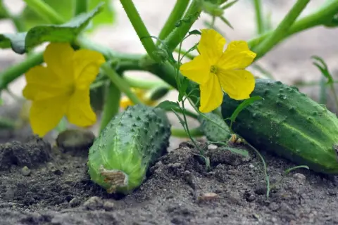 Jaki nawóz pod ogórki szklarniowe, aby uzyskać smaczne plony?