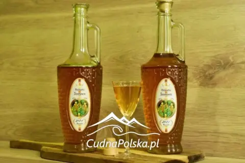 Nalewka z pędów sosny - kiedy zbierać, aby uzyskać najlepszy smak