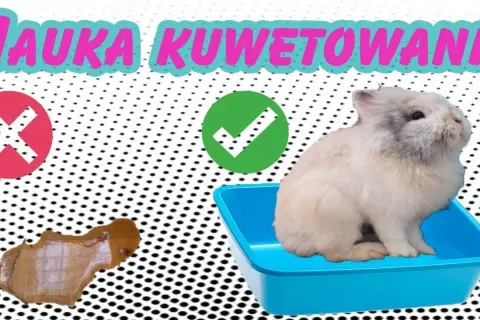 Jak zrobić kuwetę dla królika - proste sposoby na wygodę pupila