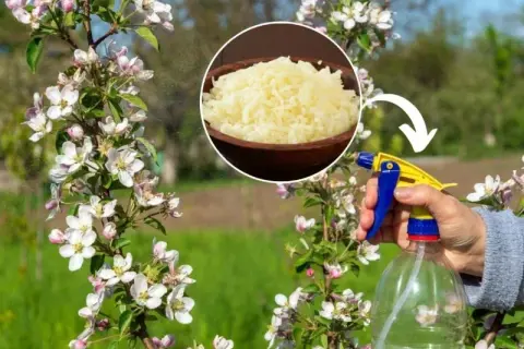 Jakie nawozy na wiosnę pod drzewa owocowe zapewnią zdrowe plony?
