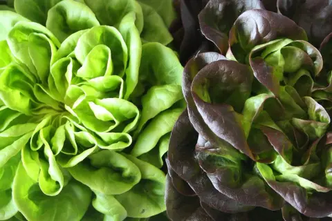 Cuándo se planta lechuga: evita errores comunes y mejora tu cosecha