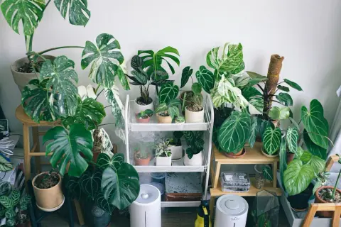 Diseño Biofílico: Integra Naturaleza y Confort Acústico en tu Hogar