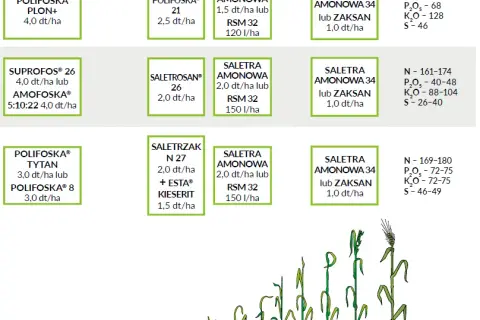 Jaki nawóz pod żyto na wiosnę? Kluczowe informacje o nawożeniu