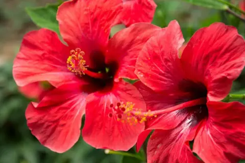 Kiedy sadzimy hibiskus, aby uniknąć błędów w uprawie?