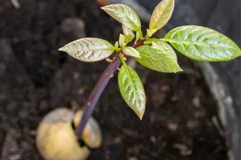 Cómo plantar aguacate en maceta y lograr un crecimiento exitoso