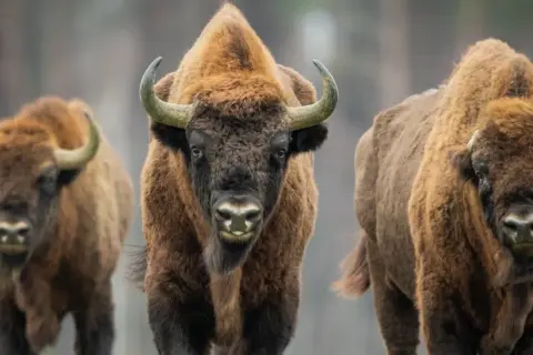 W którym roku powstał Białowieski Park Narodowy? Odkryj jego historię