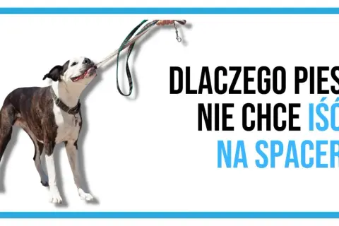 Dlaczego szczeniak nie chce chodzić na spacery? poznaj przyczyny i rozwiązania